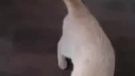 Powr&oacute;t kota do domu