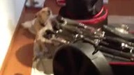 Niezwykły jazzowy duet