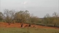 Brutalna, lecz niezwykle skuteczna metoda polowania