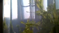 Ekosfera