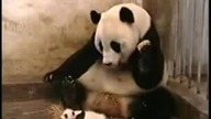 Mały чихающий młoda pandy 