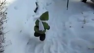 Niespodzianka w kombeza 