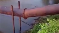 Tego pies się nie spodziewał