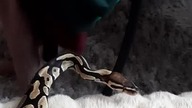Curious ball python among mommys sweaters 