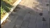 Kręcenie prankerskiego filmiku zakończone przez   