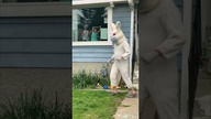 Racist Easer Bunny