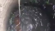 Ratowanie psa