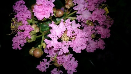 Lagerstroemia indica bez południa