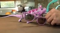 Super Chameleon