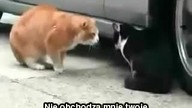 Kł&oacute;tnia kot&oacute;w pod samochodem cz  2 Zła ocena w szkole