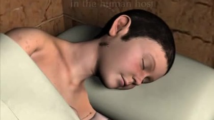 Life cycle of T  cruzi in the human host