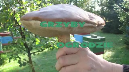 Grzyby 2