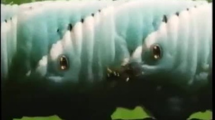 Alien Empire - Wasp and hawk moth caterpillar