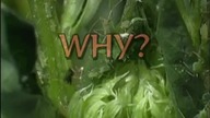 Parasitic Wasps & Aphids