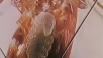 A parasitoid wasp manipulating the brain of a cockroach