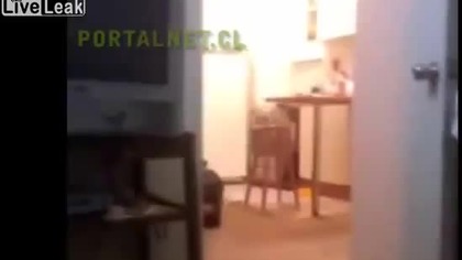 Ten pies nie lubi striptizer&oacute;w