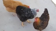 Rosyjskie kury mają w sobie coś z kot&oacute;w, oto niepodważalny dow&oacute;d