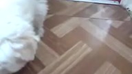 4 miesięczny West zaszczekał muche na śmierć