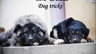 Bera & Luna ~ Dog tricks 