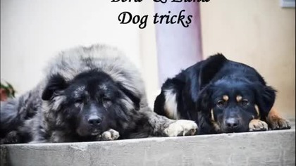 Bera & Luna ~ Dog tricks 