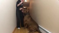 Hulk - 80 kilogramowy pitbull
