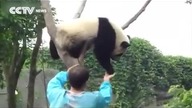 Leniwa panda