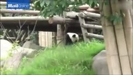Leniwa panda