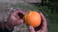 Le Zap de Spi0n 255
