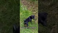 Nela wyczuła DZIKI?!  Szukaj Nela szukaj! #shorts