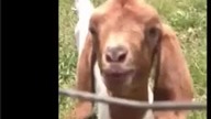 JULES VS GOAT 