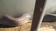 Jaki wąż każdy widzi 