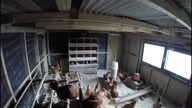 Kurczaki myślą że zaćmienie słońca to wcześniejsza noc