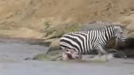 Zebra zaatakowana przez krokodyla