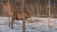 Przyjaciele lasu - odcinek 2 - Jelonek Bartuś