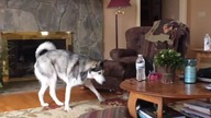 Jak husky rozładowuje stres
