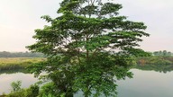 Relaxing Forest