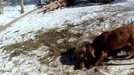 Grizzly i jego przyjaciel pies