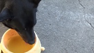 Pies pije piwo Dog drinking beer