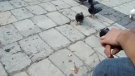 Sandomierz polwanie na gołebia