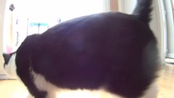 Cat toy