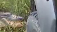 Aligator nie boi się samochod&oacute;w