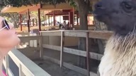 Blondynka vs Lama