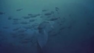 Oceaniczna oaza (film dokumentalny) - seria IMAX
