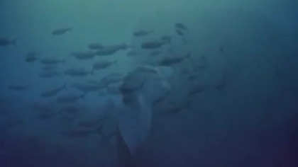 Oceaniczna oaza (film dokumentalny) - seria IMAX 