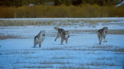 Wilki (film dokumentalny) - seria IMAX