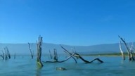 Strażnicy Lasu: Krokodyle z Enriquillo (film dokumentalny)