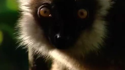 Strażnicy Lasu: Ostoja lemur&oacute;w (film dokumentalny)