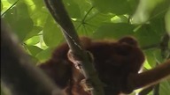 Strażnicy Lasu: Strażnik Narivy (film dokumentalny)
