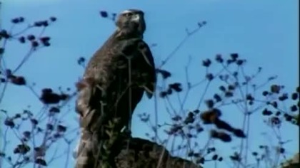 Dzikie wyprawy: Ptaki szponiaste (film dokumentalny)