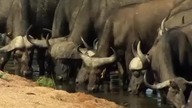 Szokująca Ziemia - Tanzania - przeżyć suszę